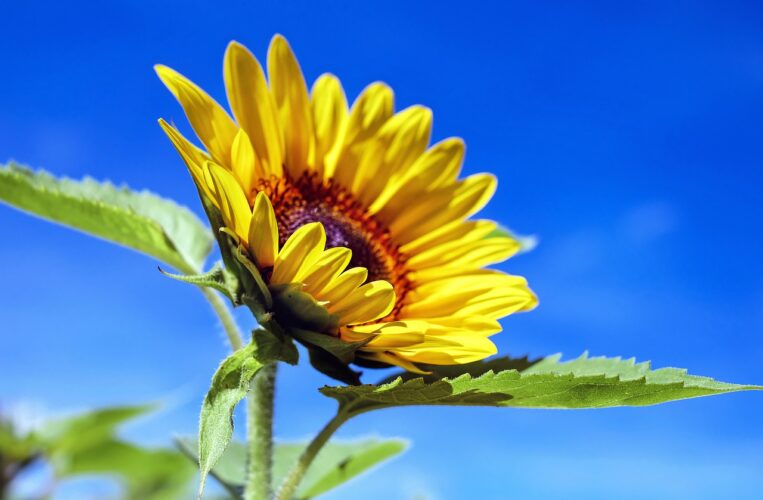 De Beste Bloemzaad Online Bestellen