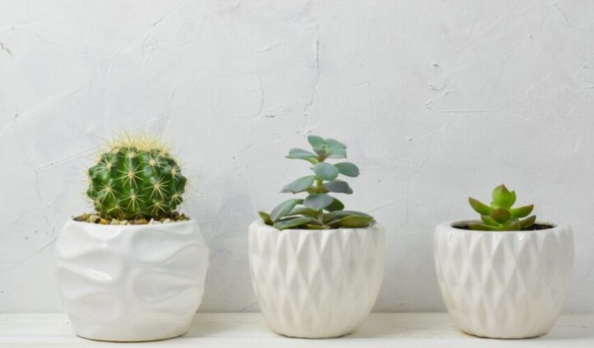 Onderzoek ons assortiment witte plantenbakken