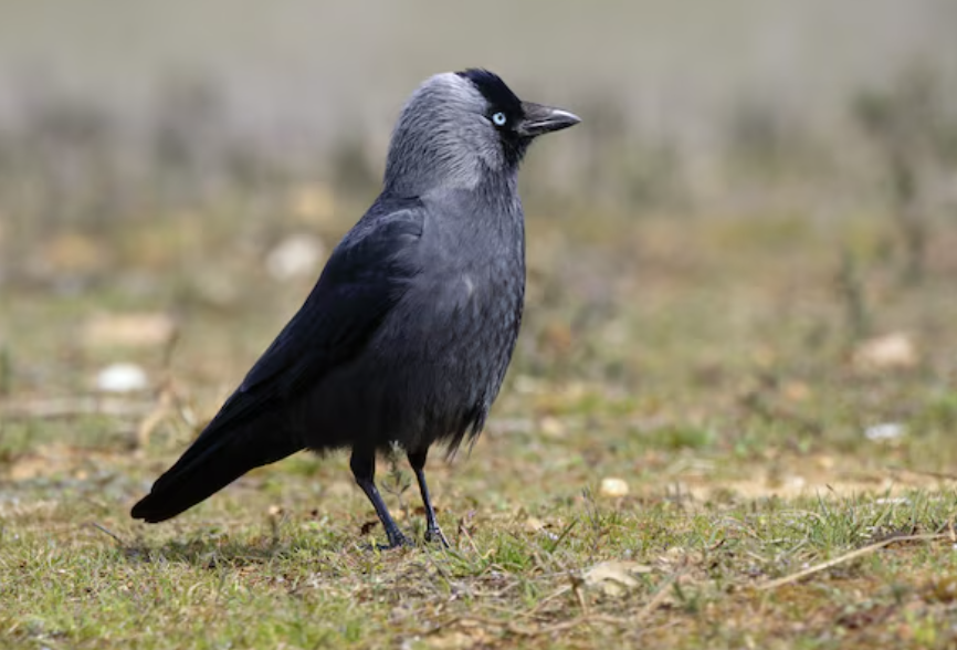 Kauwen effectief verjagen methodes